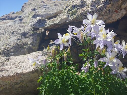 Aquilegia coerulea (Rocky Mountain Columbine) — photo