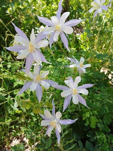 Aquilegia coerulea (Rocky Mountain Columbine) — photo