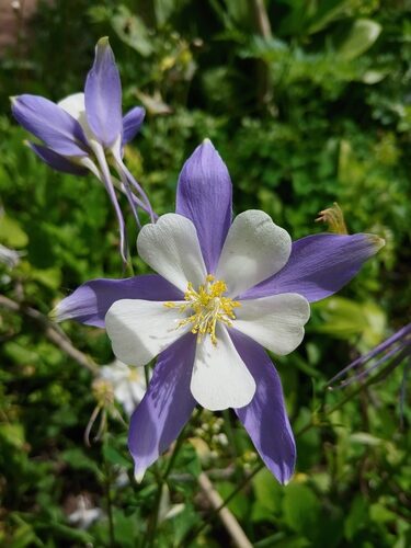 Aquilegia coerulea