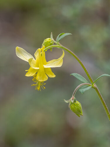 Aquilegia flavescens (Columbine) — photo
