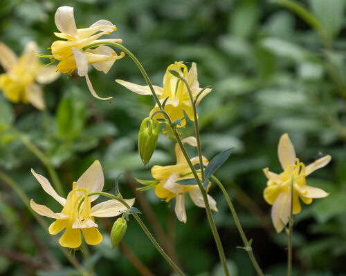 Aquilegia flavescens (Columbine) — photo