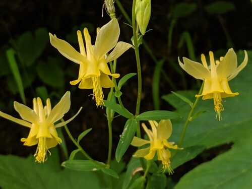 Aquilegia flavescens