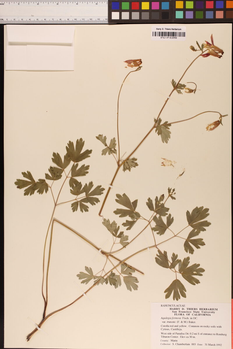 Aquilegia formosa truncata - (Fisch.&C.A.Mey.)Baker. (Columbine) — photo
