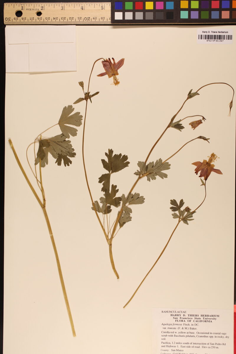 Aquilegia formosa truncata - (Fisch.&C.A.Mey.)Baker. (Columbine) — photo