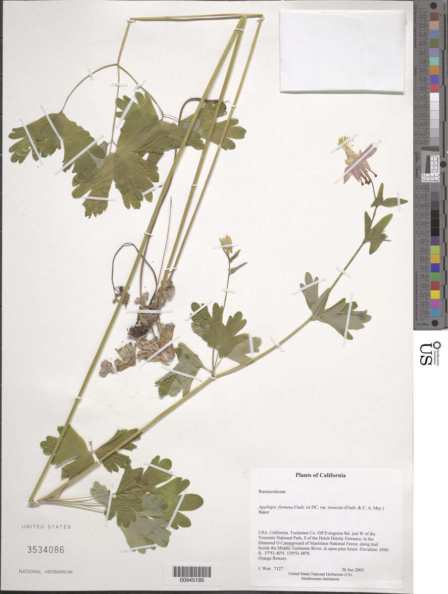 Aquilegia formosa truncata - (Fisch.&C.A.Mey.)Baker.