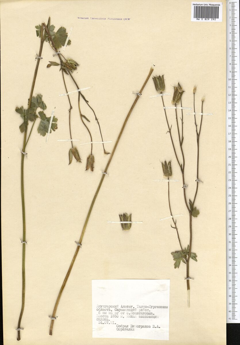 Aquilegia karelinii - (Baker.)O.&B.Fedtsch. — photo