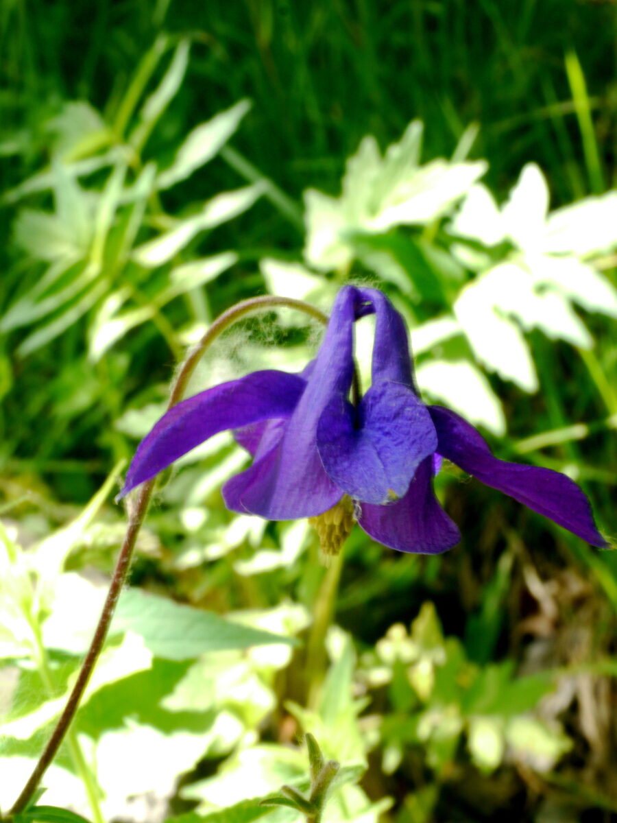 Aquilegia karelinii - (Baker.)O.&B.Fedtsch.