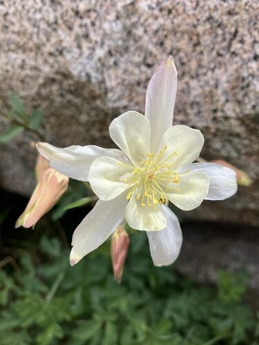 Aquilegia pubescens (Columbine) — photo