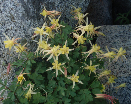 Aquilegia pubescens (Columbine) — photo