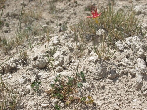 Aquilegia shockleyi — photo