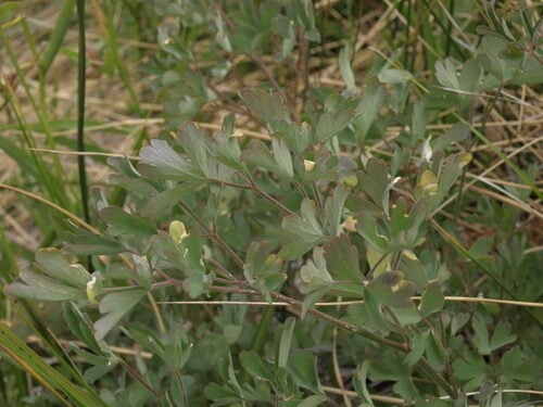 Aquilegia shockleyi — photo