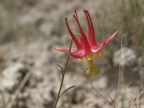 Aquilegia shockleyi