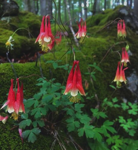 Aquilegia vulgaris (Columbine) — photo