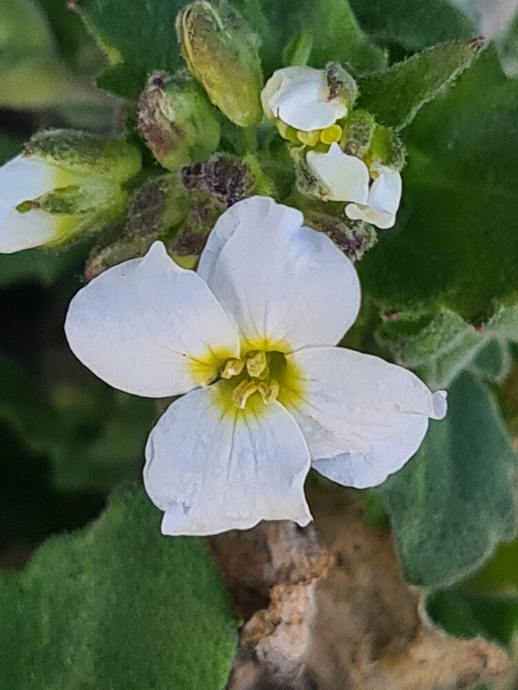 Arabis alpina subsp. caucasica (Rock cress) — photo