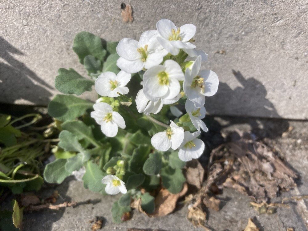 Arabis alpina subsp. caucasica (Rock cress) — photo