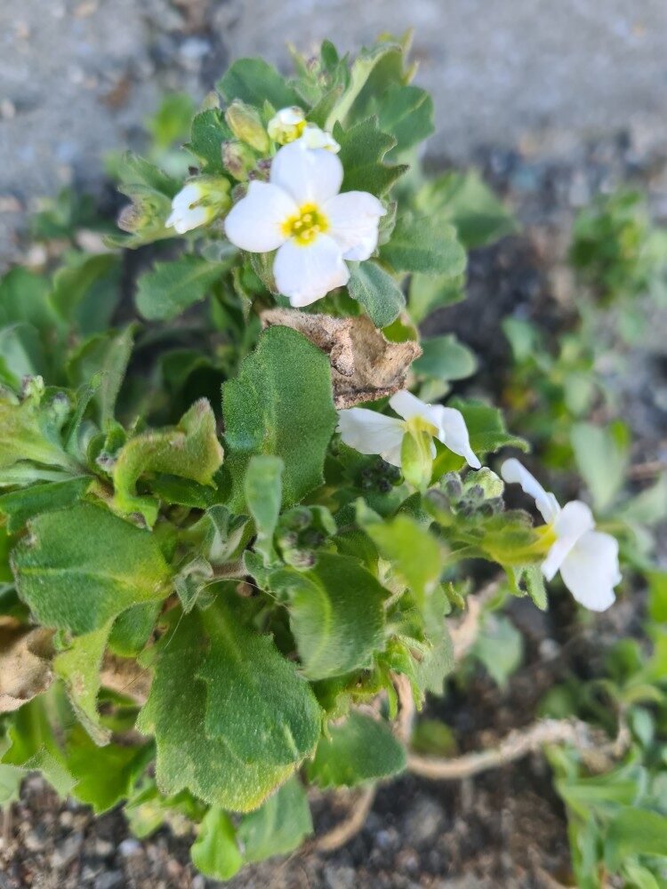 Arabis alpina subsp. caucasica