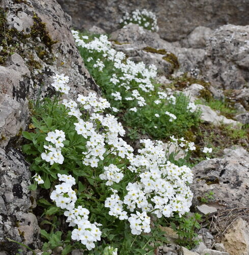 Arabis caucasica (Rock Cress) — photo