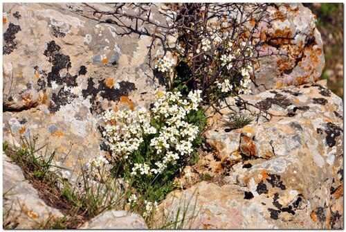 Arabis caucasica (Rock Cress) — photo