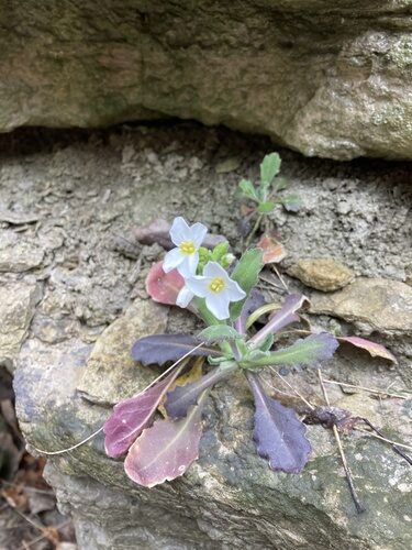 Arabis caucasica
