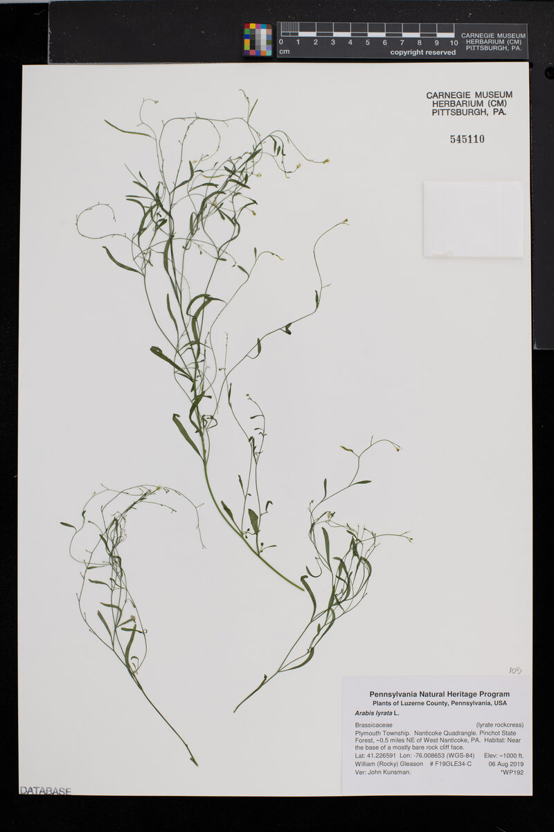 Arabis lyrata (Rock Cress) — photo