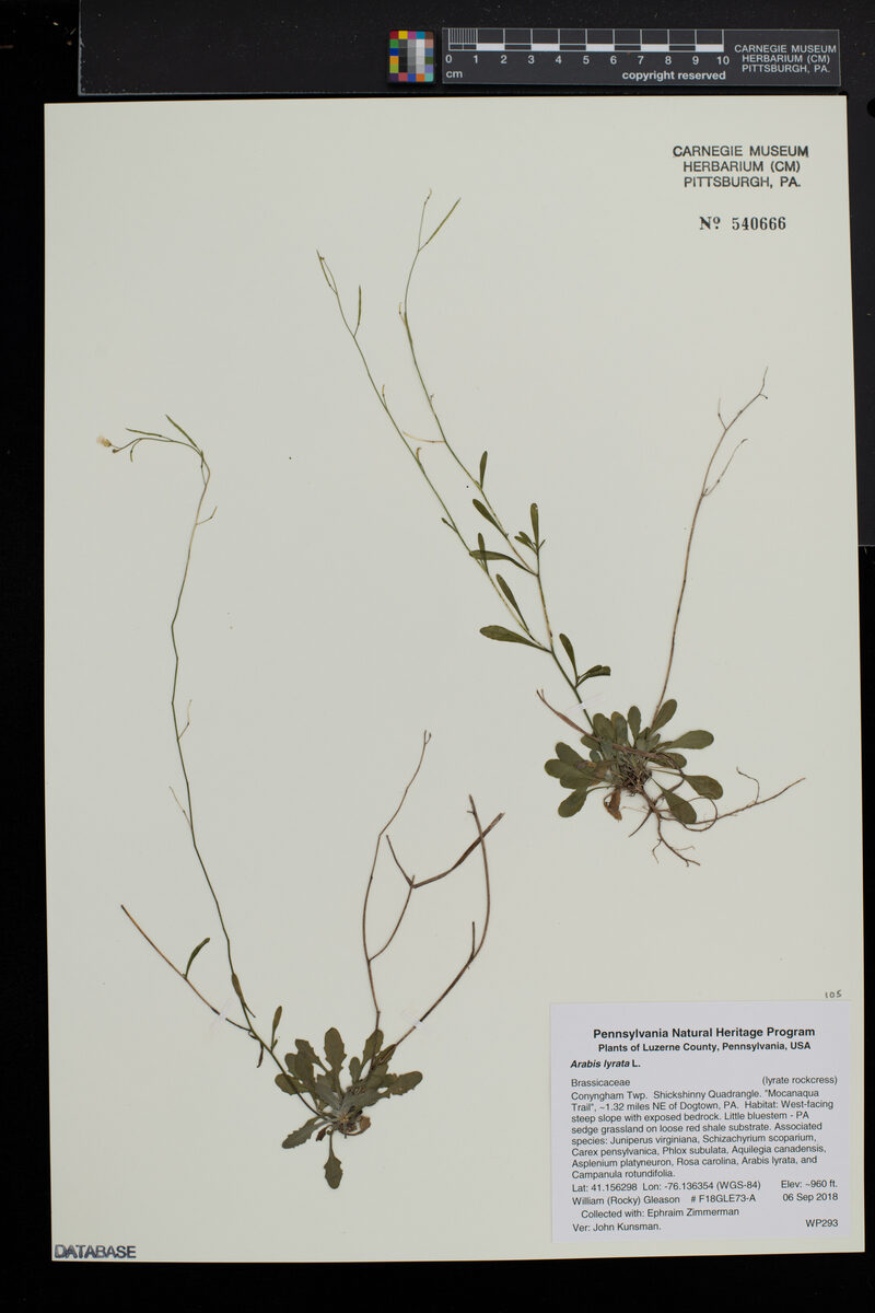Arabis lyrata (Rock Cress) — photo