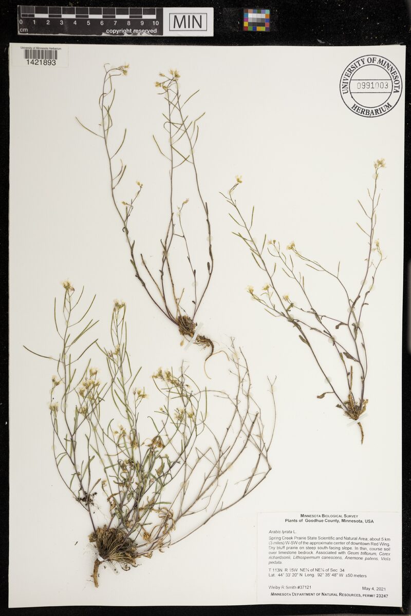 Arabis lyrata