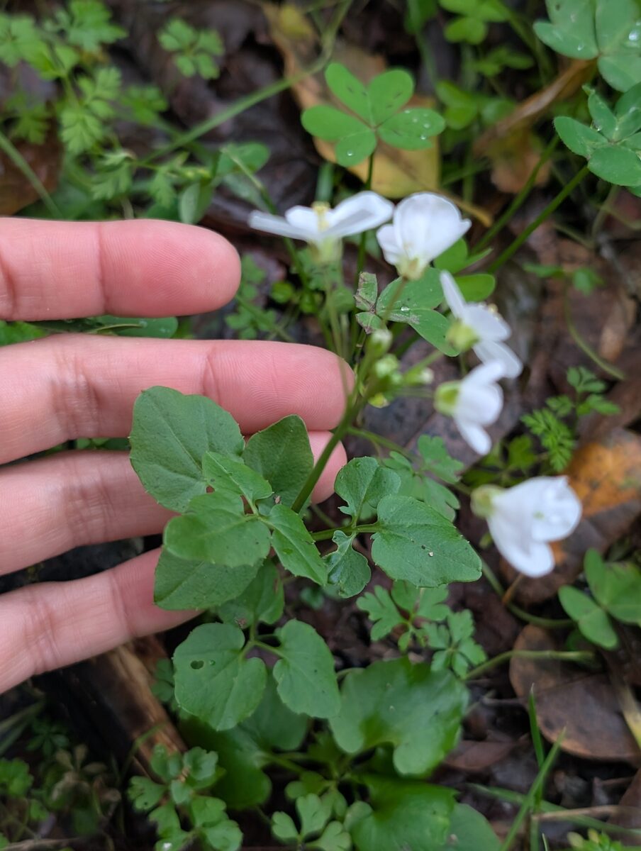 Arabis pendula — photo