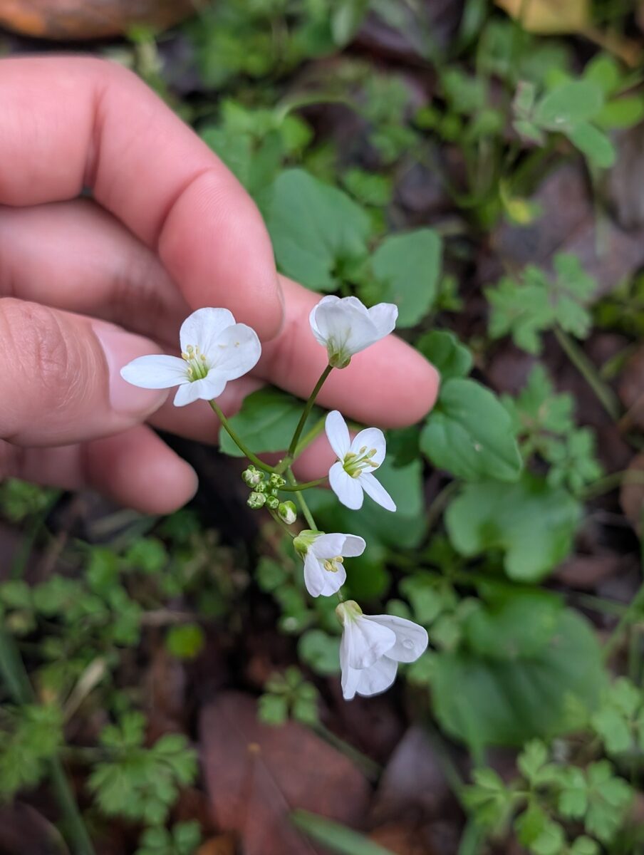 Arabis pendula — photo