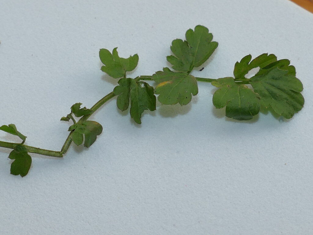 Arabis pendula