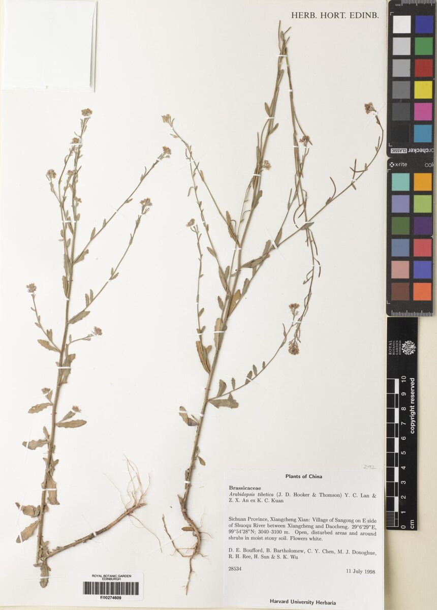 Arabis tibetica — photo