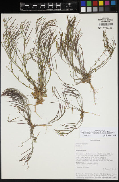 Arabis tibetica