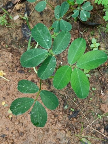 Arachis hypogaea (Peanut) — photo