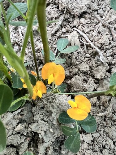 Arachis hypogaea (Peanut) — photo