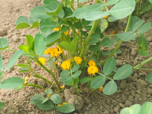 Arachis hypogaea