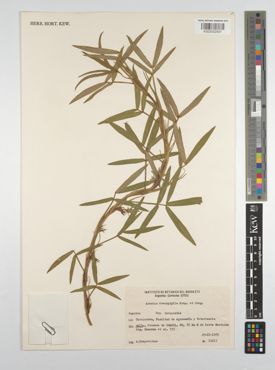 Arachis stenophylla — photo