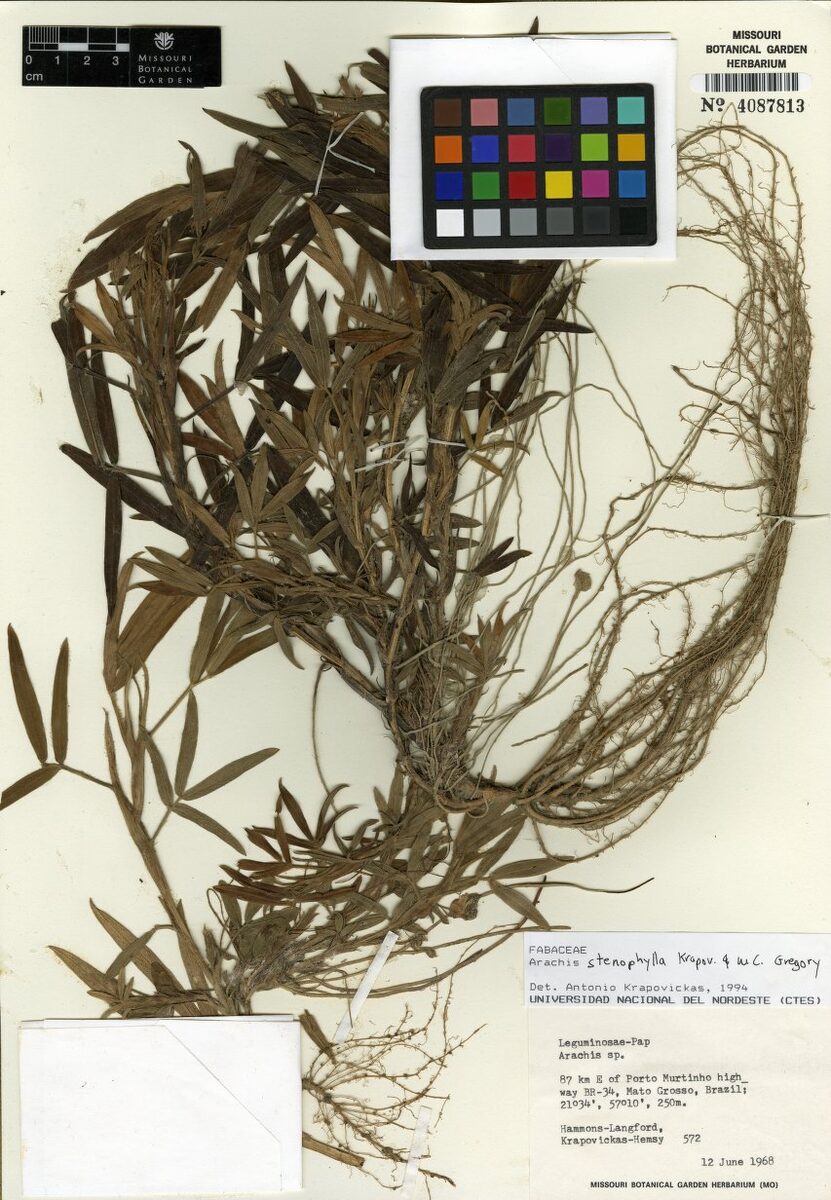 Arachis stenophylla — photo