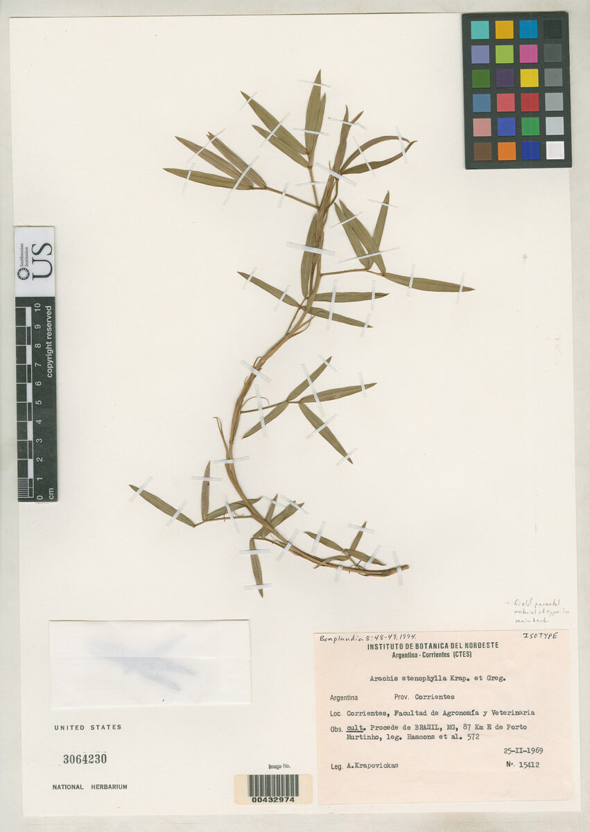 Arachis stenophylla