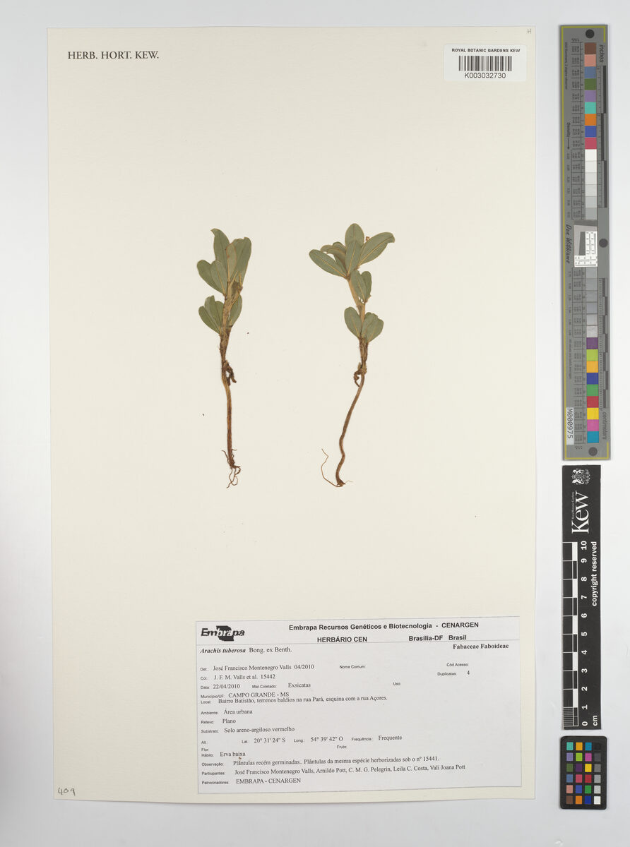 Arachis tuberosa — photo