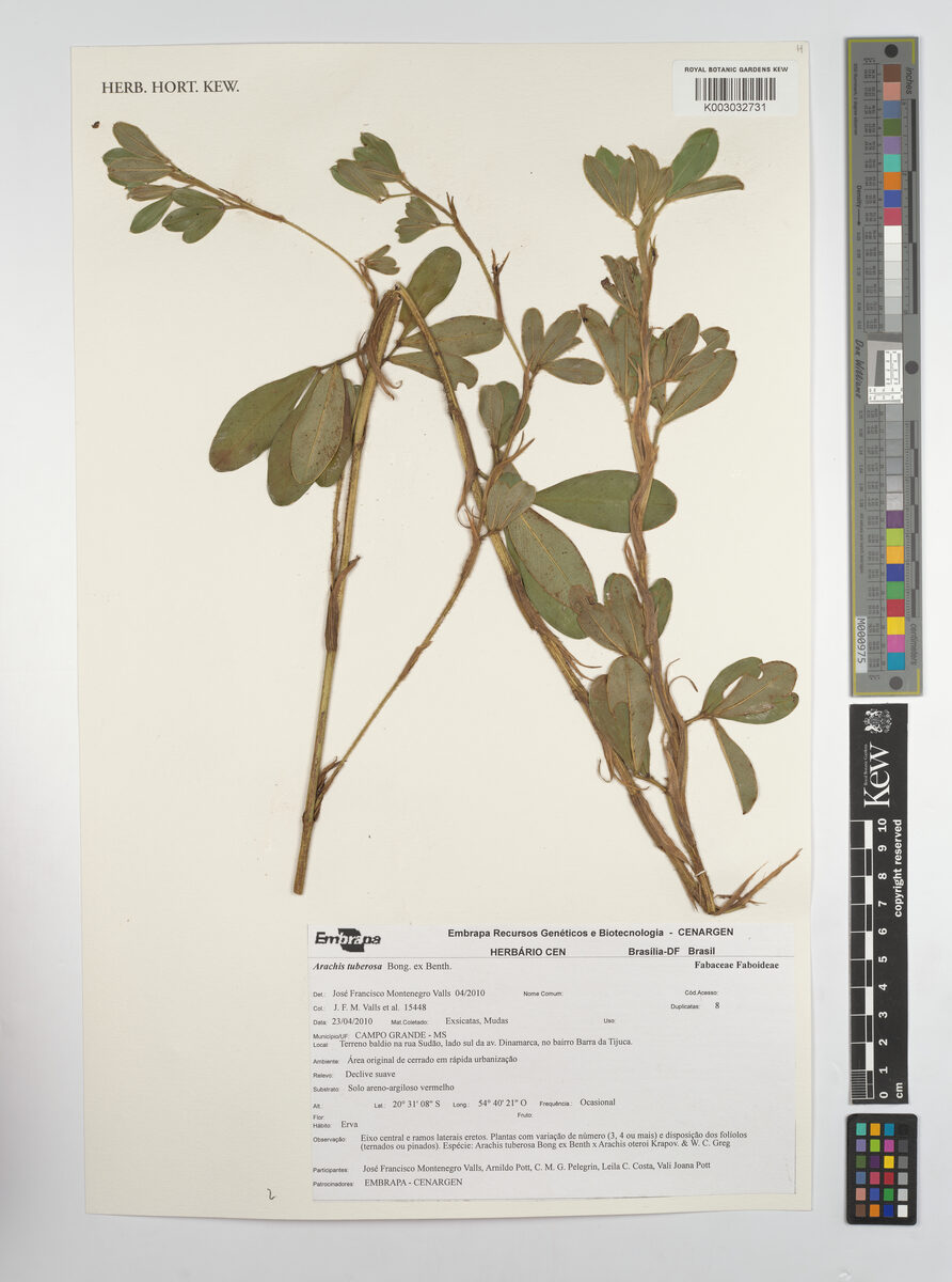 Arachis tuberosa — photo