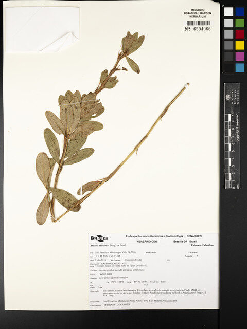 Arachis tuberosa