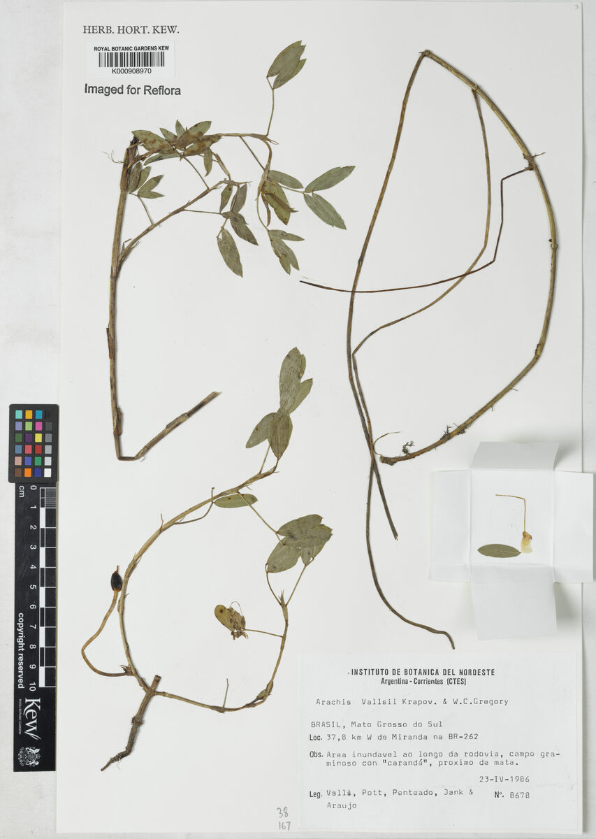 Arachis vallsii — photo