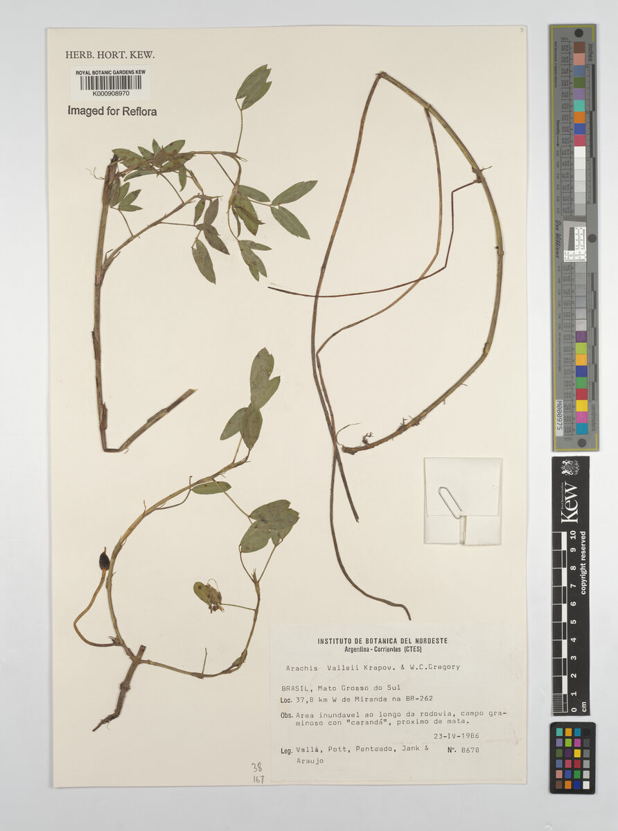 Arachis vallsii