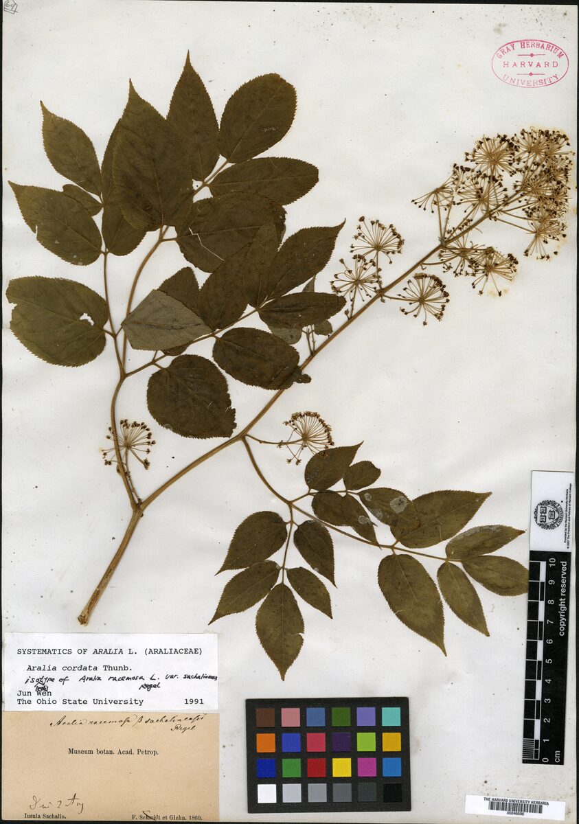 Aralia cordata var. sachalinensis (Sakhalin spikenard) — photo