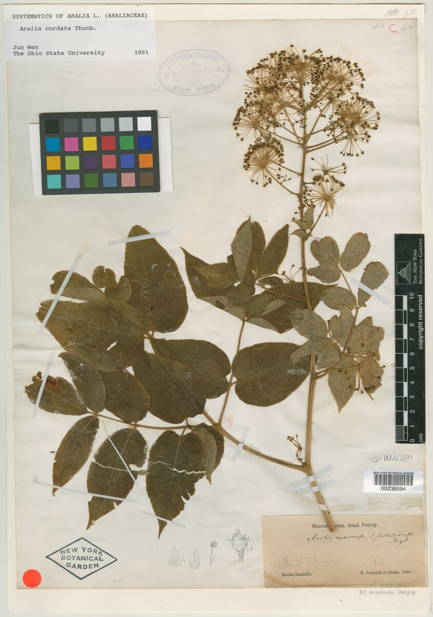 Aralia cordata var. sachalinensis