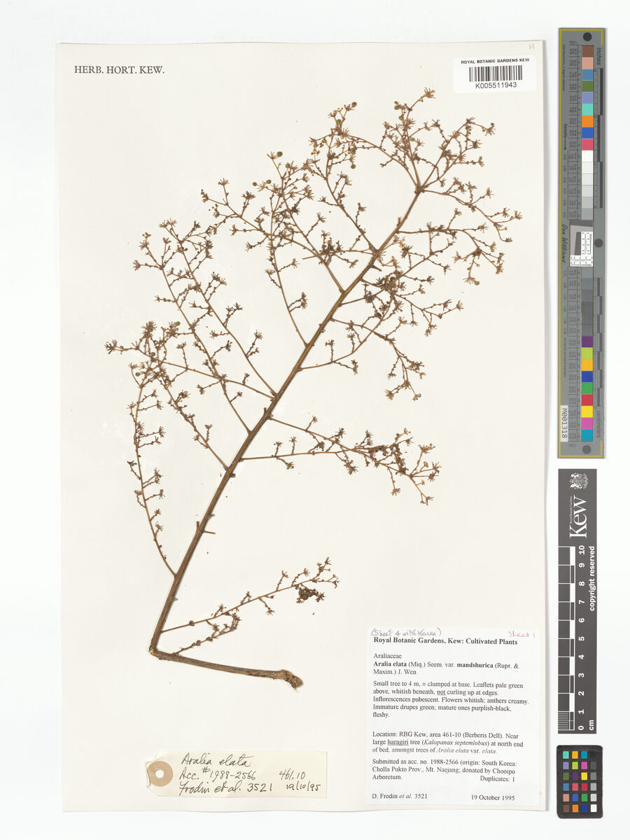 Aralia elata var. mandshurica (Manchurian angelica tree) — photo