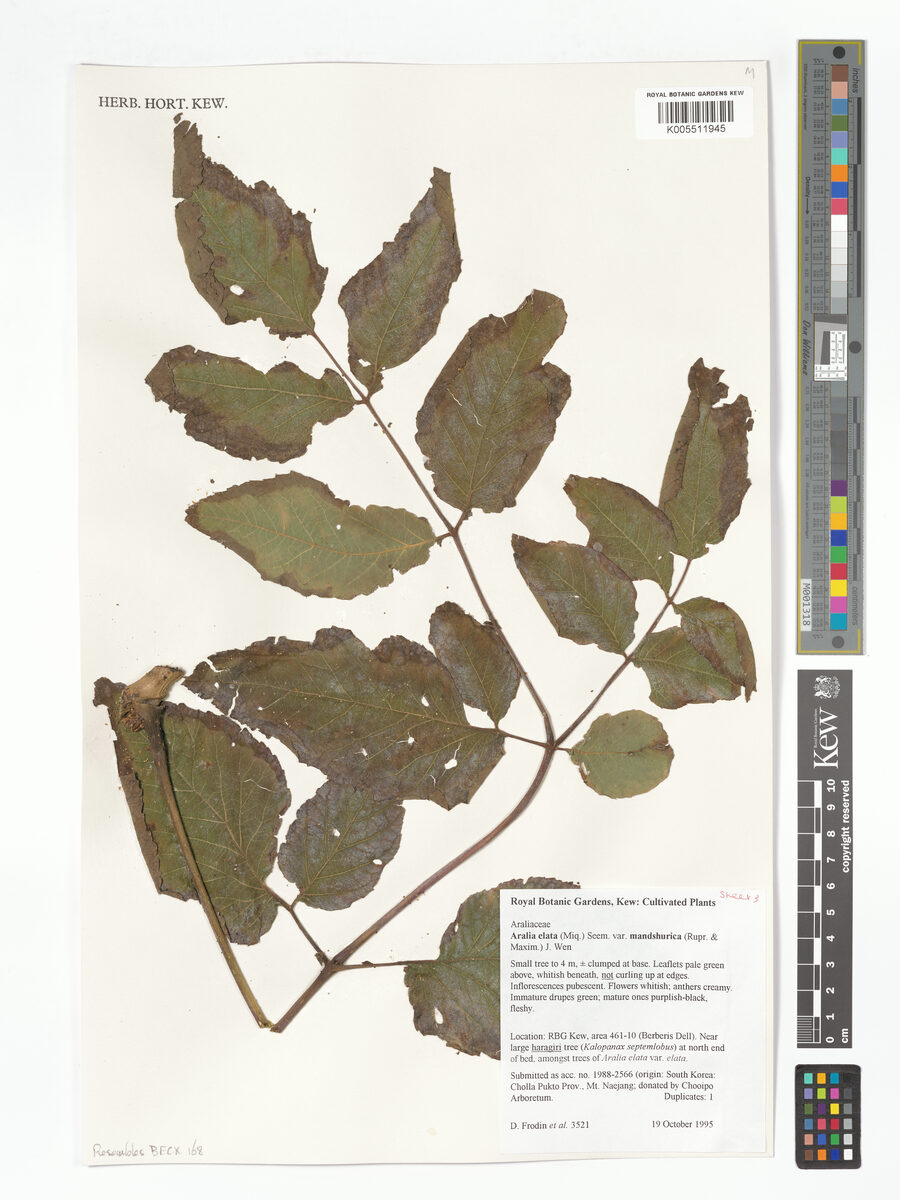 Aralia elata var. mandshurica (Manchurian angelica tree) — photo