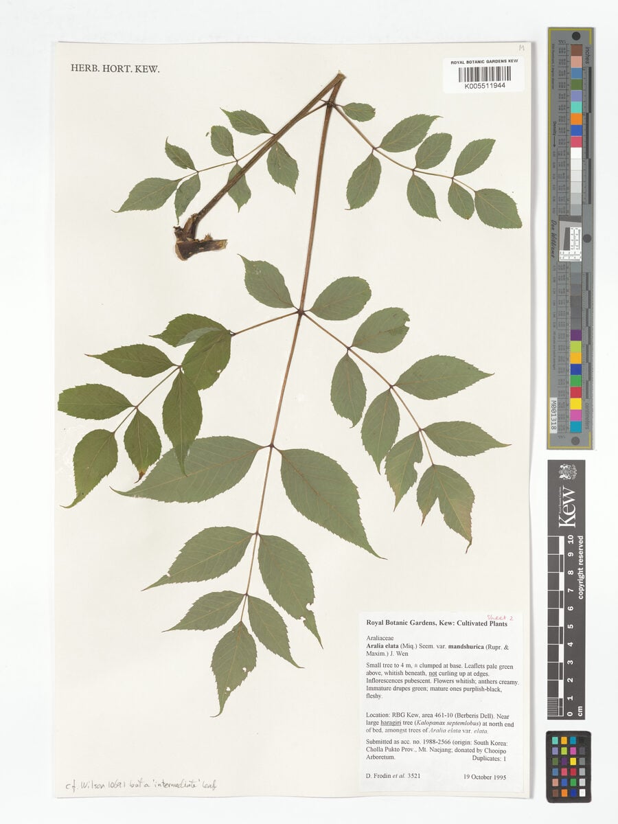 Aralia elata var. mandshurica