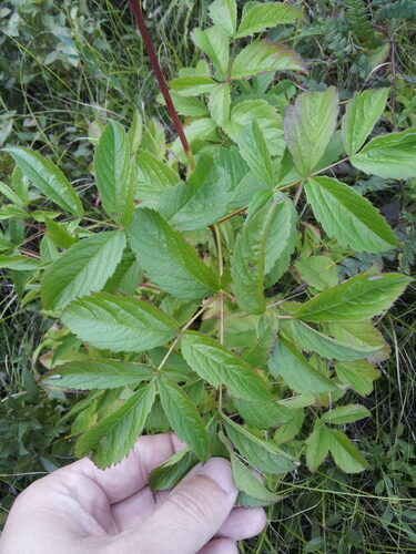 Aralia hispida (Bristly Sarsaparilla) — photo