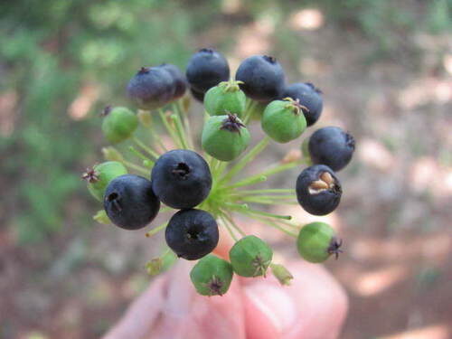 Aralia hispida (Bristly Sarsaparilla) — photo