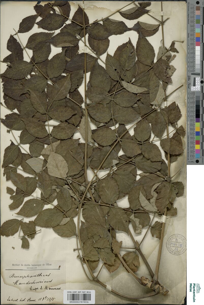 Aralia mandschurica (Manchurian Angelica Tree) — photo